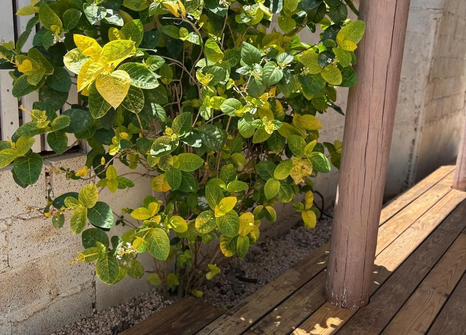 Tropical Escape - Peaceful 2Br With Nature Vibes Willemstad Curaçao